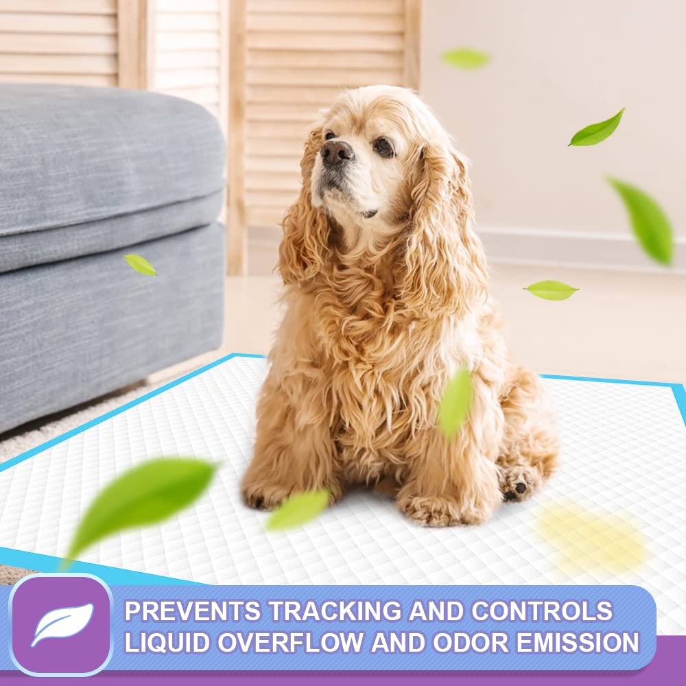 Accesorios para Perros