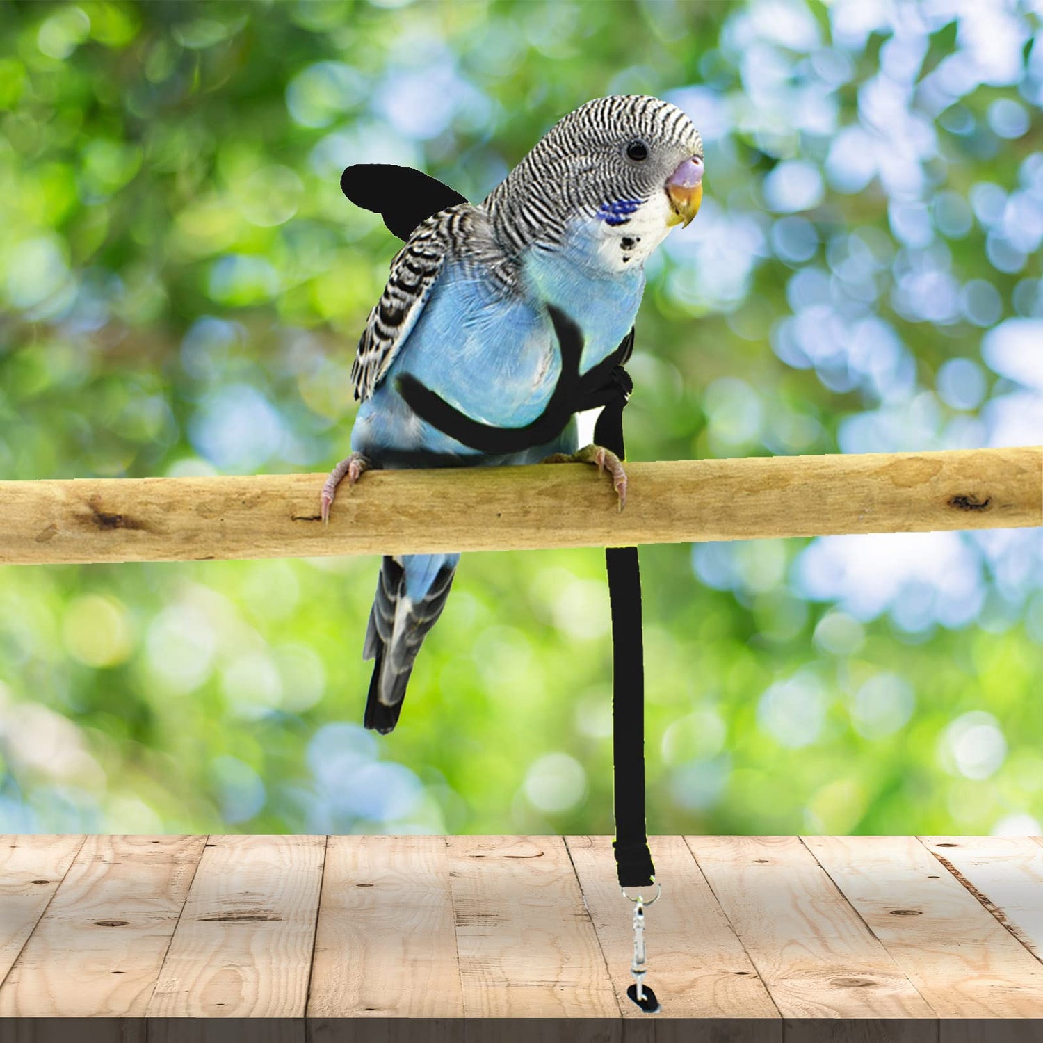 Accesorios para Aves