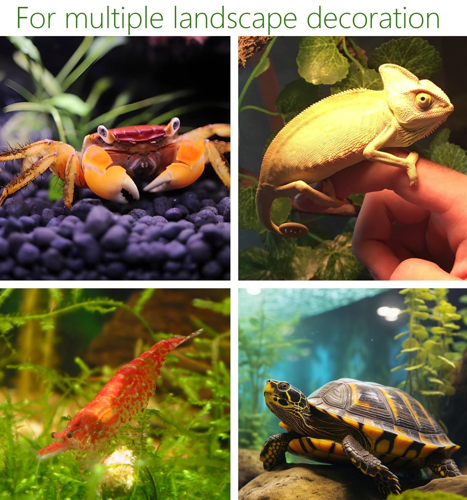 Accesorios para Peces